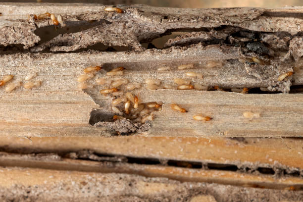 Best Local Pest Control Services  in Haines, AK