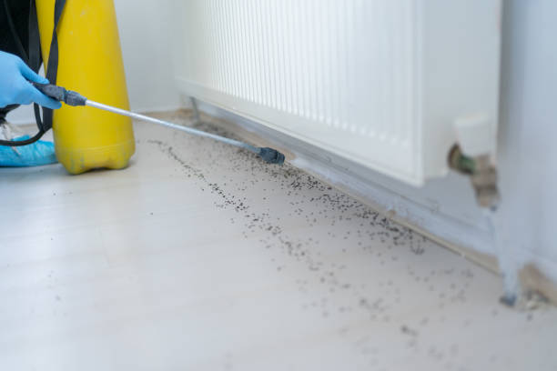 Best Insect Control  in Haines, AK